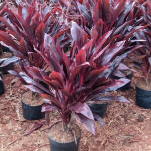 Dracena Chocolate