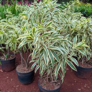 Pleomele Variegata