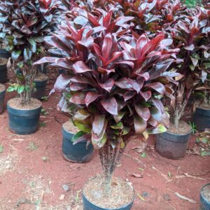 Dracena repolhuda
